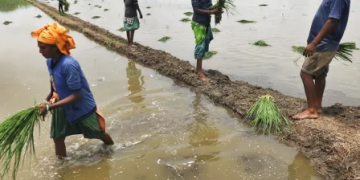 Transforming Agriculture: Maximizing Yields with Minimal Resources in India