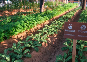 Expo City Dubai’s Sustainable Farming Marvel