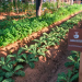 Expo City Dubai’s Sustainable Farming Marvel