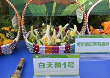 Innovative Pumpkin Varieties Take Center Stage: A Glimpse into Shanghai’s Agricultural Breakthroughs