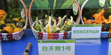 Innovative Pumpkin Varieties Take Center Stage: A Glimpse into Shanghai’s Agricultural Breakthroughs