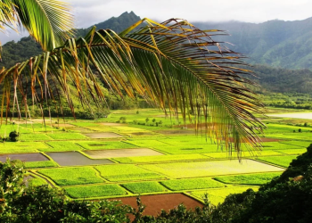 Ensuring Sustainable Farming: Hawaii’s Innovative Pesticides Disposal Program