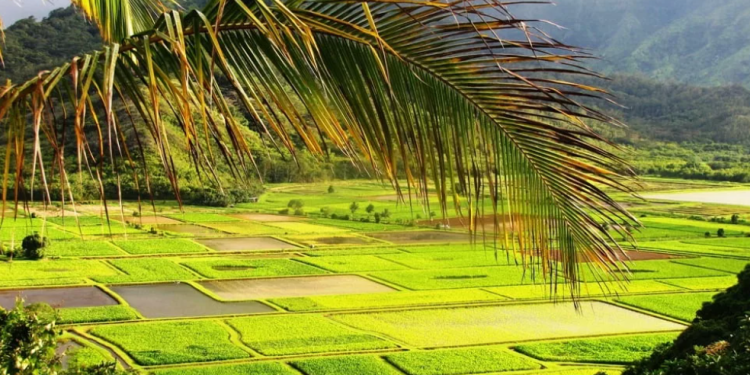 Ensuring Sustainable Farming: Hawaii’s Innovative Pesticides Disposal Program