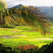 Ensuring Sustainable Farming: Hawaii’s Innovative Pesticides Disposal Program