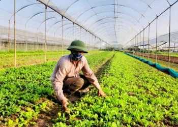 Sustainable Farming Practices Yield Prosperity: Insights from Winter Crop Cultivation in Hanoi