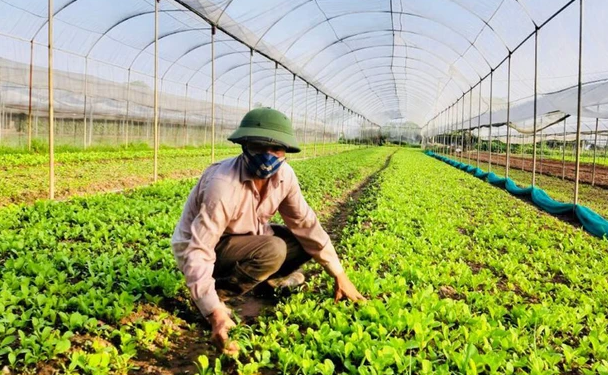 Sustainable Farming Practices Yield Prosperity: Insights from Winter Crop Cultivation in Hanoi