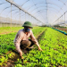 Sustainable Farming Practices Yield Prosperity: Insights from Winter Crop Cultivation in Hanoi