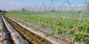 Quang Nam’s Largest Vegetable Hub Prepares for a Prosperous Tet Season