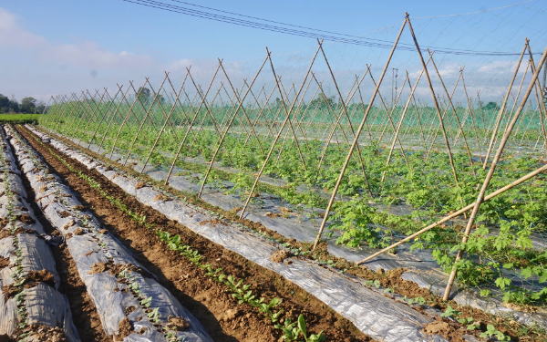 Quang Nam’s Largest Vegetable Hub Prepares for a Prosperous Tet Season