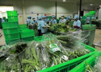 Vietnamese Fruits and Vegetables: Cultivating Quality and Branding Success in the UK Marke