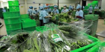 Vietnamese Fruits and Vegetables: Cultivating Quality and Branding Success in the UK Marke