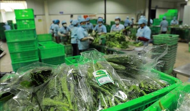 Vietnamese Fruits and Vegetables: Cultivating Quality and Branding Success in the UK Marke