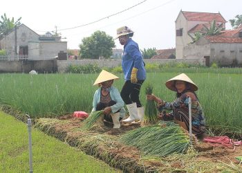 Transforming Lives and Landscapes through High-Value Vegetable Farming in Quỳnh Lưu, Vietnam