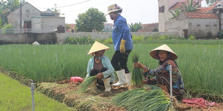 Transforming Lives and Landscapes through High-Value Vegetable Farming in Quỳnh Lưu, Vietnam