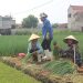 Transforming Lives and Landscapes through High-Value Vegetable Farming in Quỳnh Lưu, Vietnam