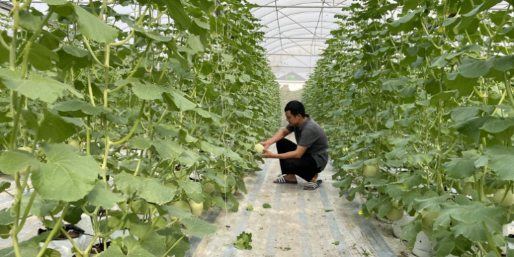 Revolutionizing Agriculture in Tiên Lữ: Scaling Safe Production Models