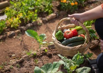 Cultivate Success: Master the Art of Vegetable Gardening with OSU Extension Classes in Central Oregon