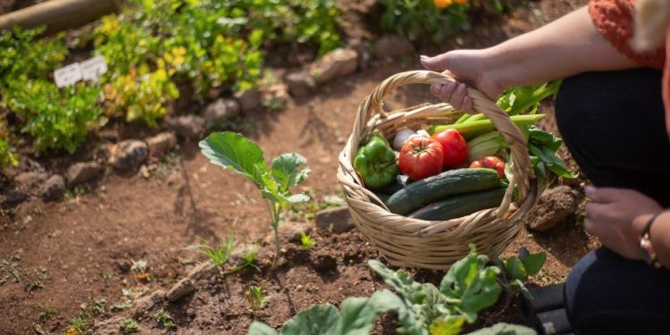 Cultivate Success: Master the Art of Vegetable Gardening with OSU Extension Classes in Central Oregon