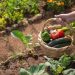 Cultivate Success: Master the Art of Vegetable Gardening with OSU Extension Classes in Central Oregon