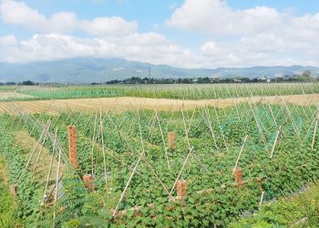 Innovations and Success Stories in Organic Vegetable Farming for Tet Festival