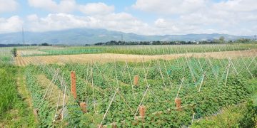 Innovations and Success Stories in Organic Vegetable Farming for Tet Festival