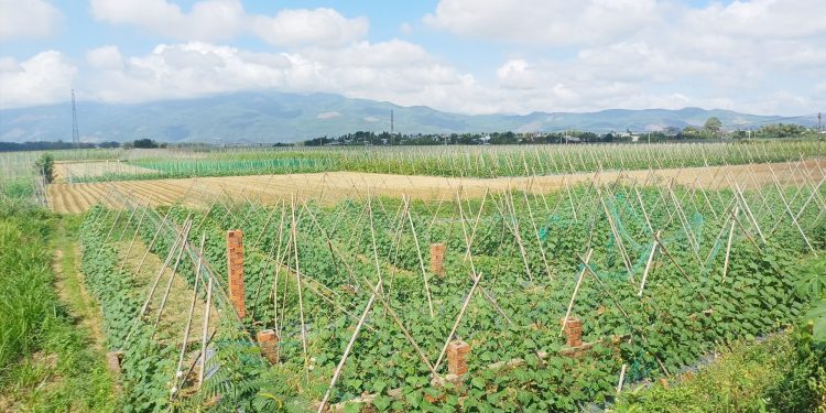 Innovations and Success Stories in Organic Vegetable Farming for Tet Festival