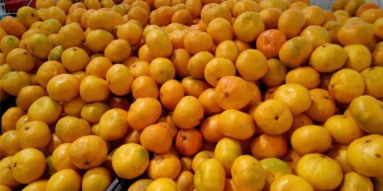 Farmers Aim for 55,000 Tons of Mandarins by New Year