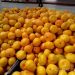 Farmers Aim for 55,000 Tons of Mandarins by New Year
