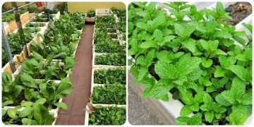 Exploring the Pros and Cons of Growing Produce in Foam Containers