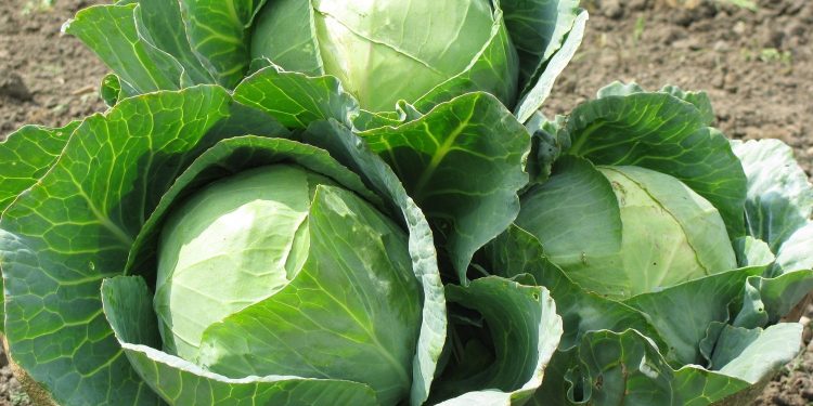 Drought Challenges in Kaliningrad: Impact on Vegetable Farming and Self-Sufficiency