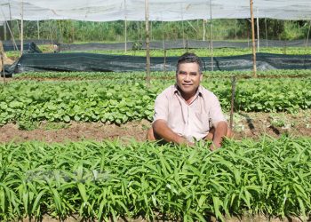 Sustainable Practices and Innovations Transforming Vegetable Farming in Xã An Hòa Tây