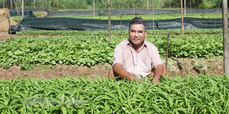 Sustainable Practices and Innovations Transforming Vegetable Farming in Xã An Hòa Tây