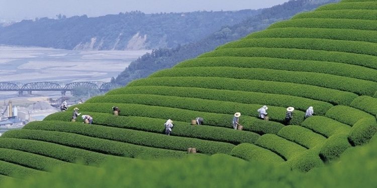 Agriculture in Hải Dương Province Through High-Tech Innovations