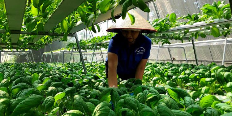High-Tech Farming for Sustainable and Profitable Safe Vegetable Production