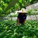 High-Tech Farming for Sustainable and Profitable Safe Vegetable Production