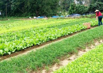 Women’s Cooperative Cultivates Safe Vegetable Farming