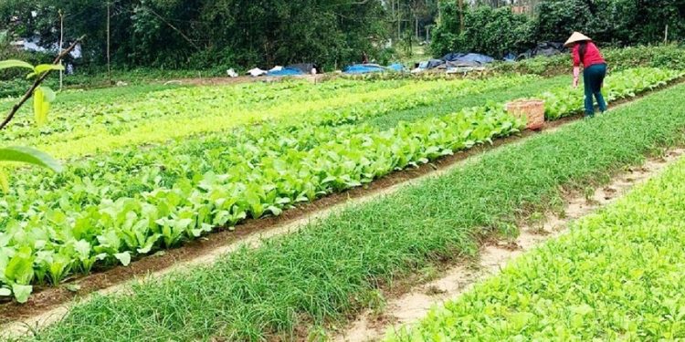 Women’s Cooperative Cultivates Safe Vegetable Farming