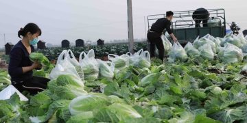 Vietnam’s Green Revolution: A Vision for Sustainable Vegetable Farming and Global Growth