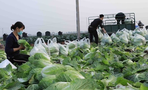 Vietnam’s Green Revolution: A Vision for Sustainable Vegetable Farming and Global Growth