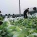 Vietnam’s Green Revolution: A Vision for Sustainable Vegetable Farming and Global Growth