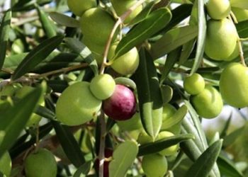 Basic recommendations for caring for olive trees in Turkey