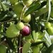 Basic recommendations for caring for olive trees in Turkey
