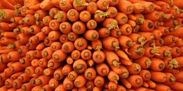 Unveiling the Most Delectable Carrot Varieties for Your Farm