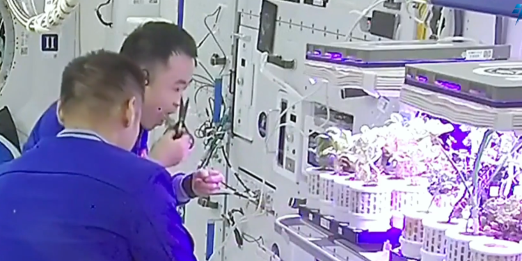 Sustainable Space Farming Triumph: Fresh Vegetable Harvest on Shenzhou-17