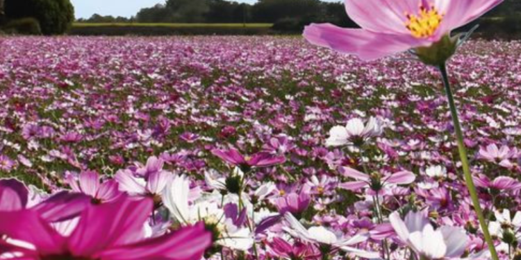 Harmony in the Fields: Embracing Winter Blooms at the 2024 Countryside Agricultural Feast