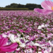 Harmony in the Fields: Embracing Winter Blooms at the 2024 Countryside Agricultural Feast