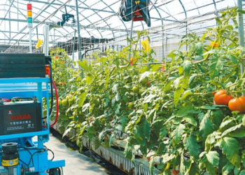 Revitalizing Taiwanese Agriculture: Navigating Challenges Through Innovation and Collaboration