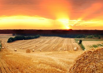 Challenges, innovations and the way forward in Estonian agriculture.