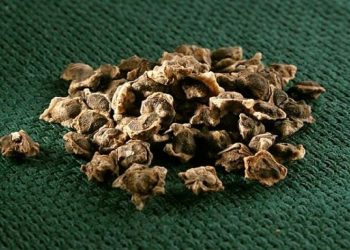 Sugar Beet Seed Production: “Union Beet” Center to Scale Up 17 Times