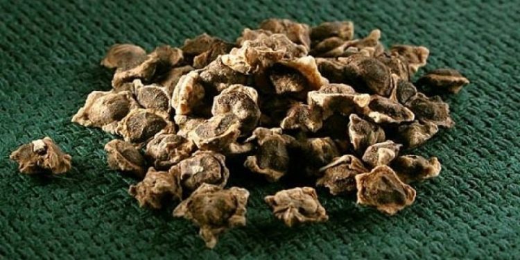 Sugar Beet Seed Production: “Union Beet” Center to Scale Up 17 Times